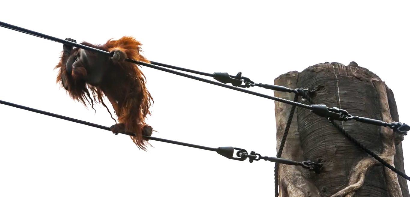 orangutan_enclosure